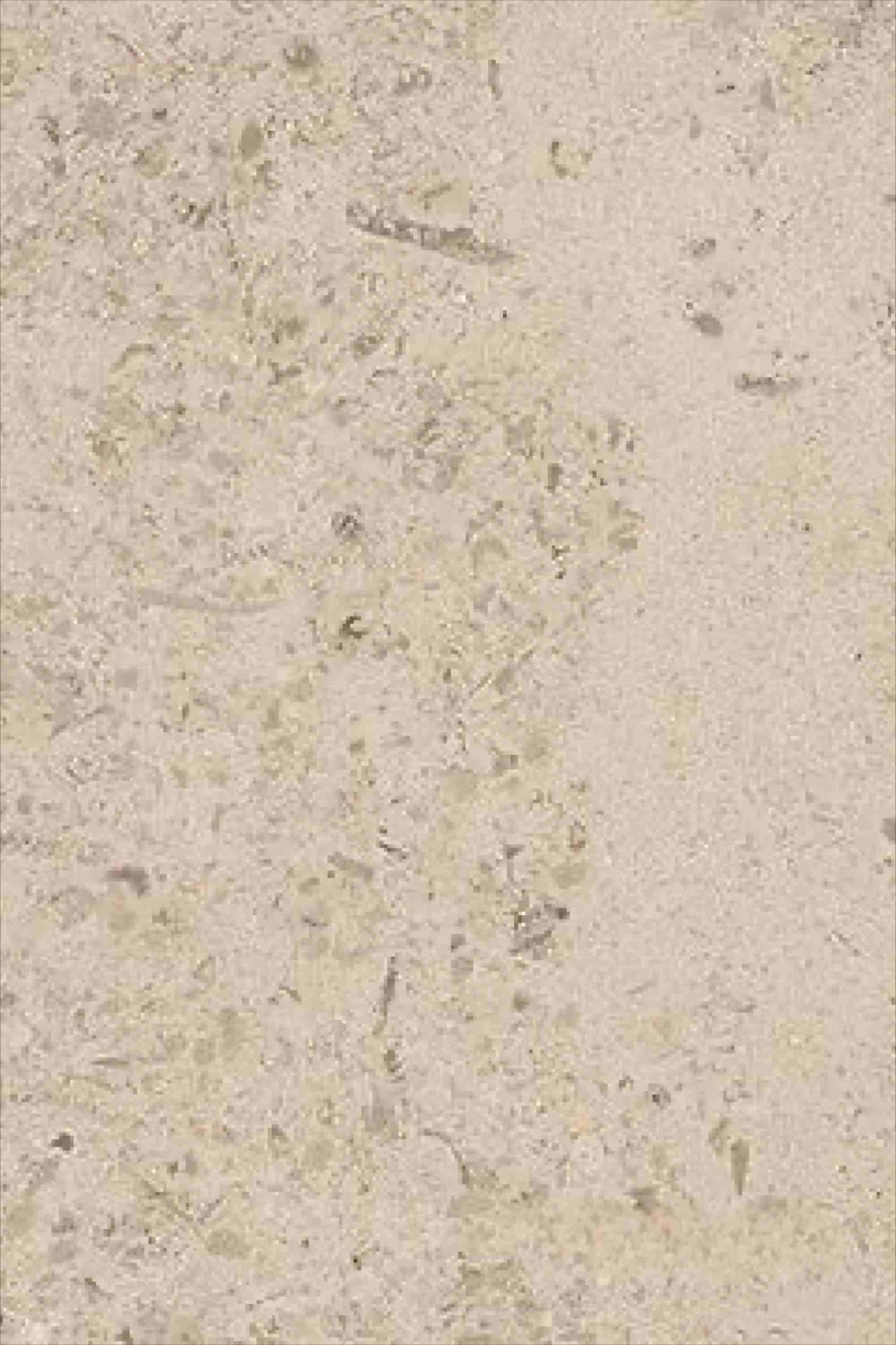 Gascogne Beige Limestone